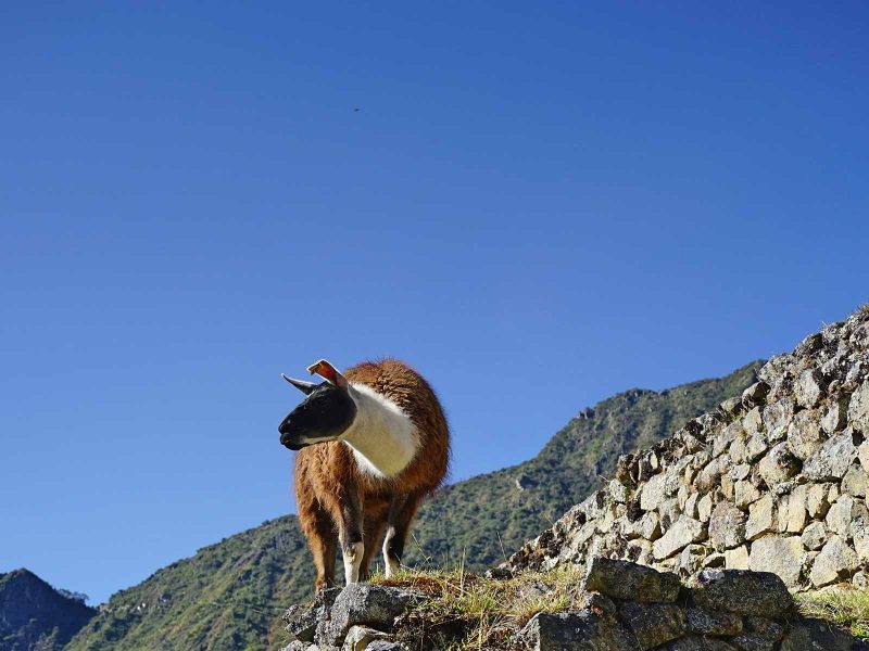 Cusco Cara a cara