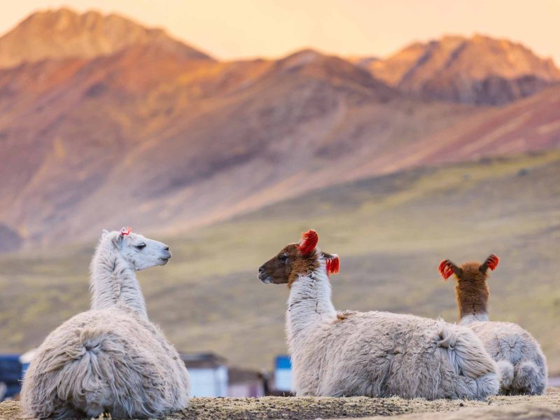Tour de la Montaña de Colores un Día