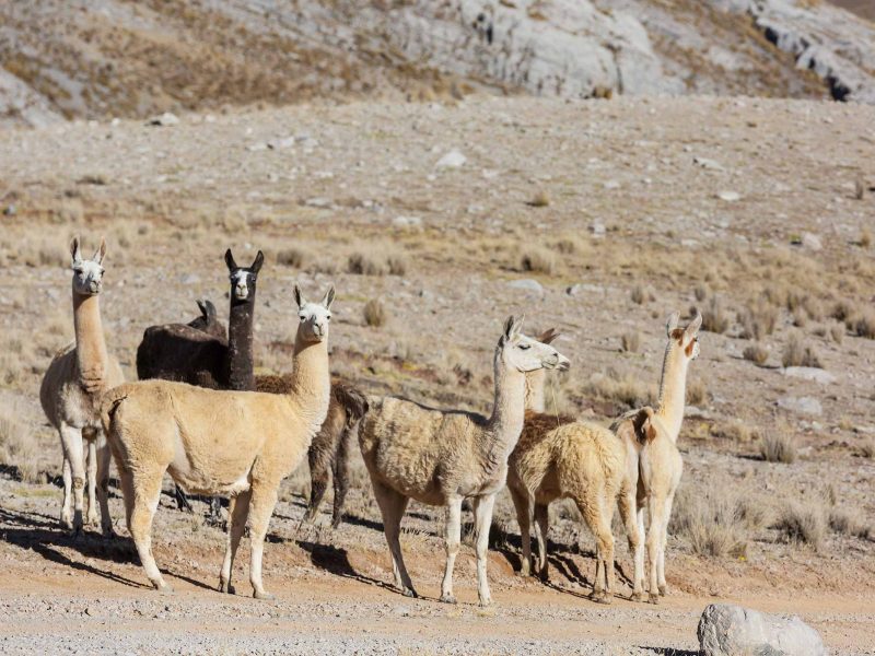 Tour de la Montaña de Colores un Día